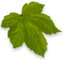 File:Xbmc-eden-leaf small.png