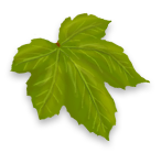File:Xbmc-eden-leaf.png
